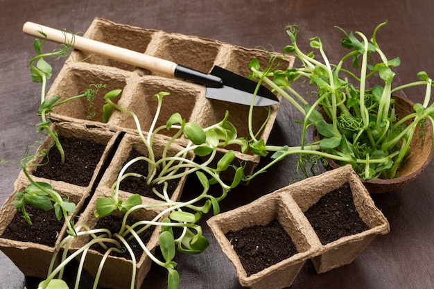 Sunflower and pea sprouts in paper containers Garden shovel on container