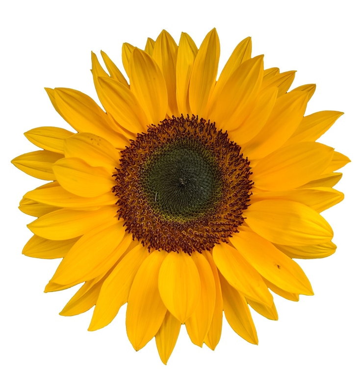 Photo sunflower petals inside the white background