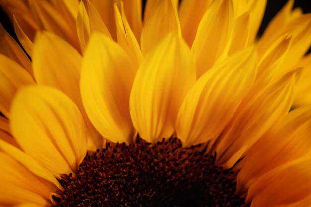 Sunflower petals