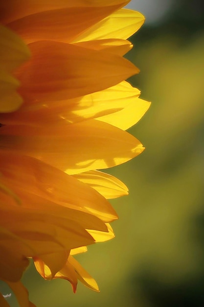 Sunflower petals