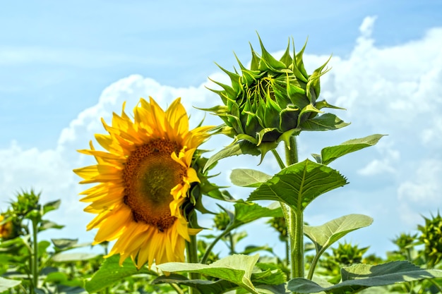 Girasole nella fase della formazione del cappuccio, sul campo, in una giornata di sole