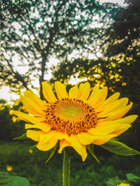 Sunflower Picture HD