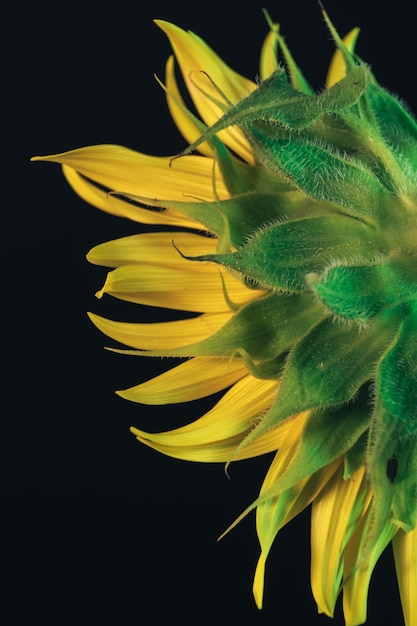 Sunflower plant on a black View from back Beautiful plant minimal Minimalism retro style concept