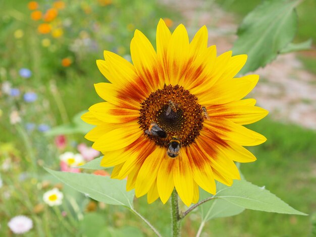 Sunflower plant (Helianthus annuus) yellow flower