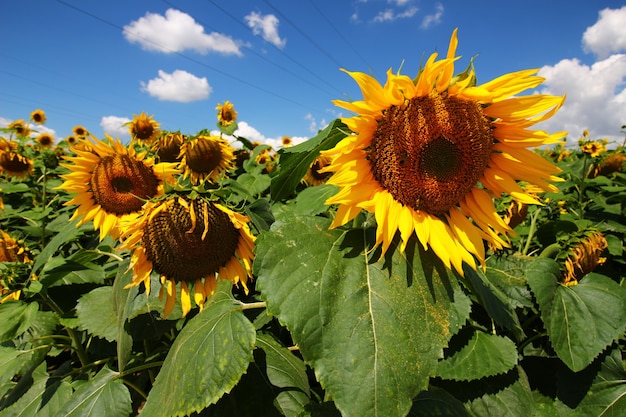 The sunflower plantation grows in the summer