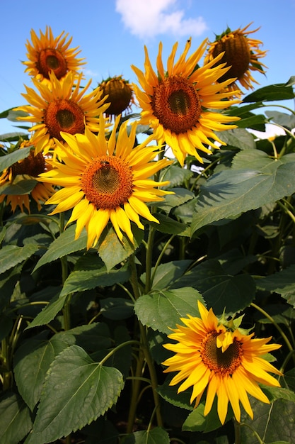 The sunflower plantation grows in the summer