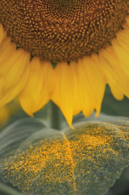 Photo sunflower pollen on green leaf close up