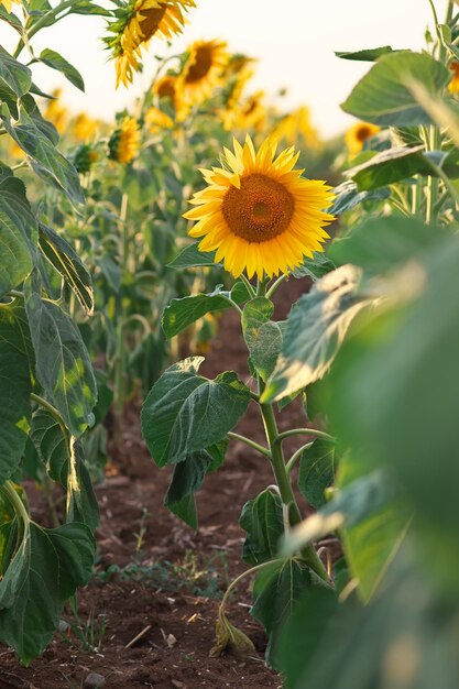 Sunflower portrait at sunset