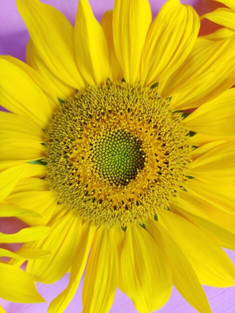 Sunflower on a purple background