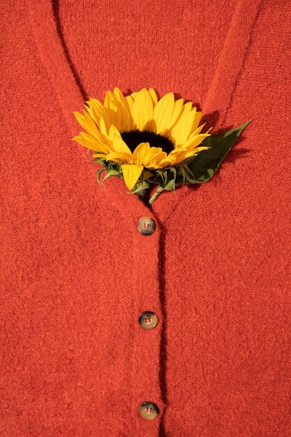 Sunflower in red knitted sweater with brown buttons Flat lay top view Autumn background concept