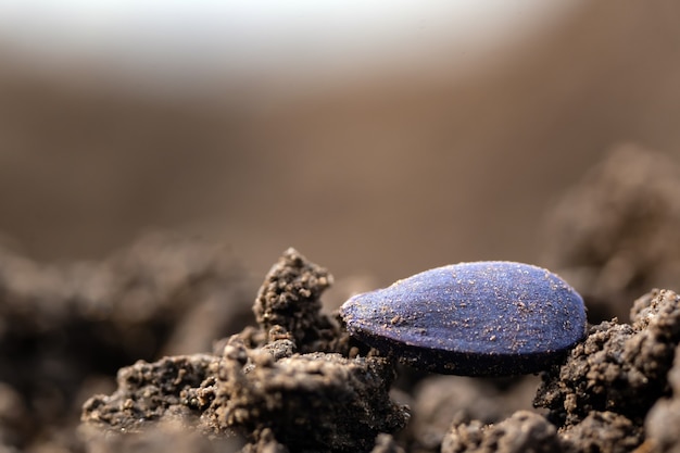 Sunflower seed in the ground during the spring sowing campaign.