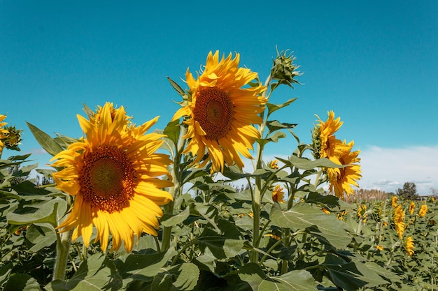 写真 ヒマワリの種。ひまわり畑、ひまわり油糧作物、青空を背景にした黄色いひまわりの花の美しい風景、コピースペース農業。