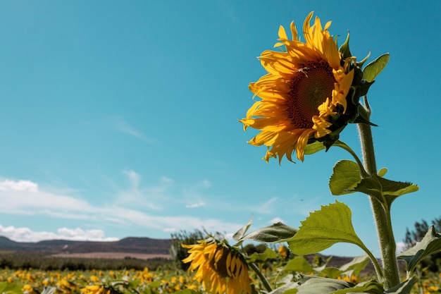 Foto semi di girasole. campo di girasole, raccolto di olio di girasole bellissimo paesaggio di fiori di girasole gialli contro il cielo blu, spazio di copia agricoltura.