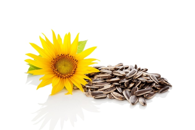 Photo sunflower seeds