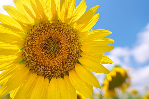 Sunflower on sky background