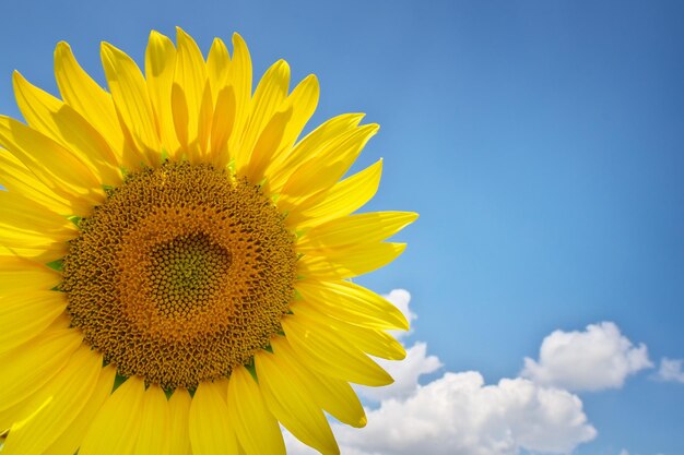 Sunflower on sky background