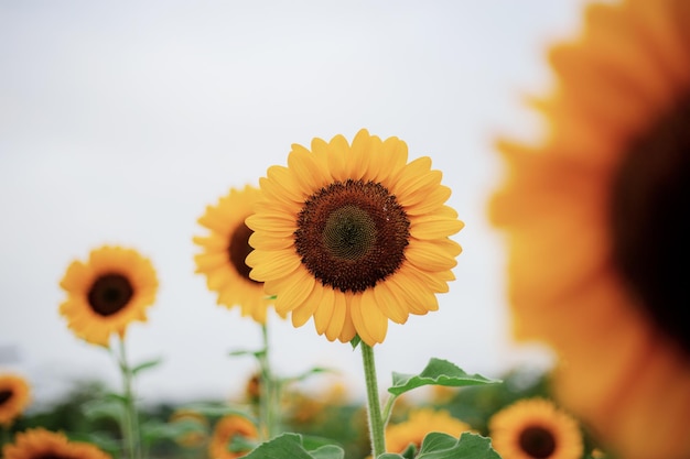 Photo sunflower at sky in winter