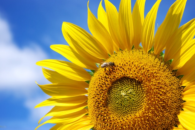 Sunflower and sky