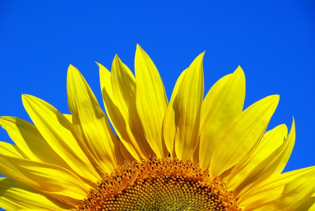 Girasole nel cielo