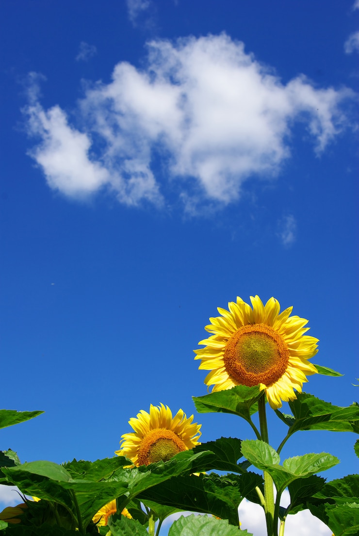 Photo 上空のひまわり