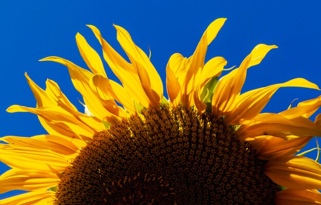 Photo sunflower in soft focus background