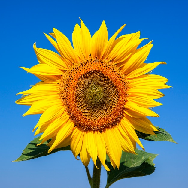 Girasole su uno spazio di cielo blu