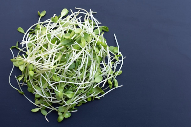 Sunflower Sprout on dark background.