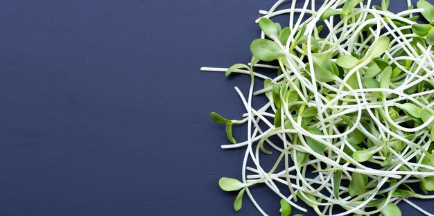 Sunflower Sprout on dark background