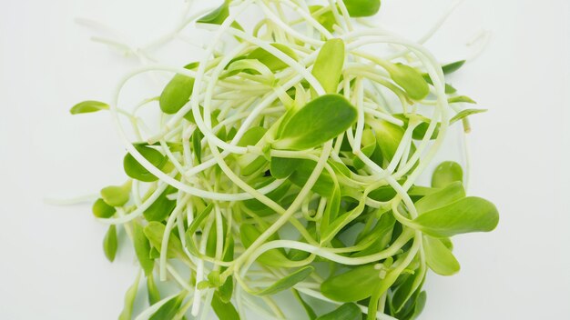 Sunflower sprout on white background