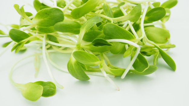 Sunflower sprout on white background