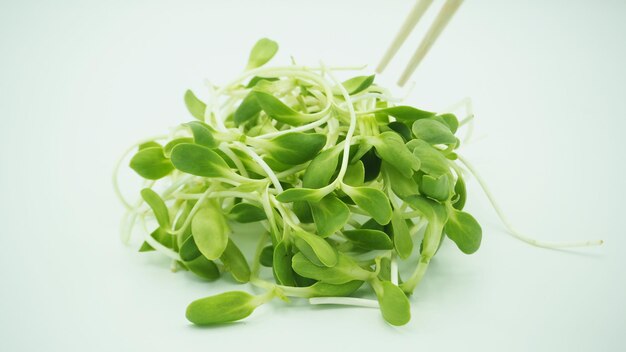 Sunflower sprout on white background