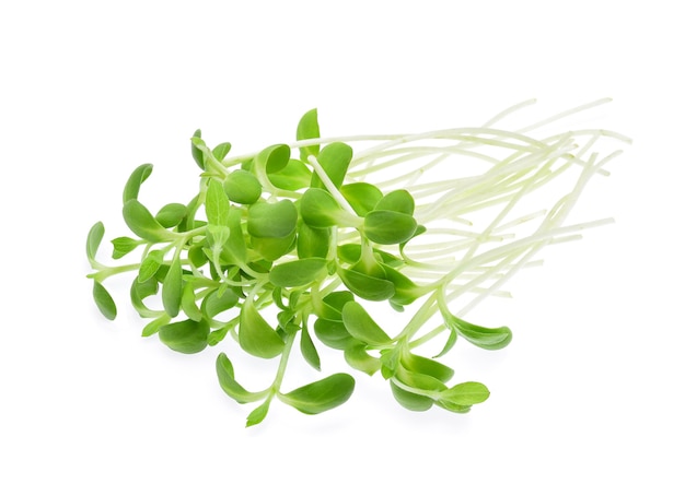 Sunflower sprouts isolated on white