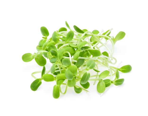 Sunflower sprouts isolated on white.