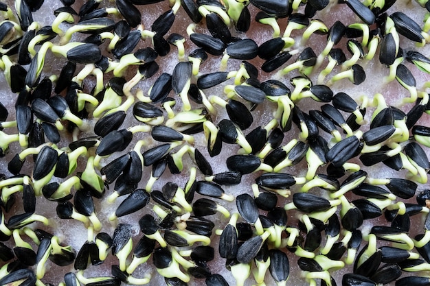 Sunflower sprouts. proportioned seeds. healthy raw food, trace elements.