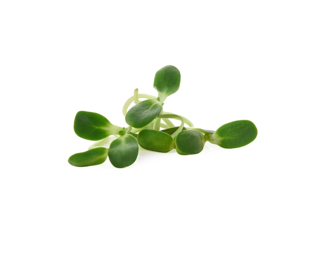 Sunflower sprouts on white