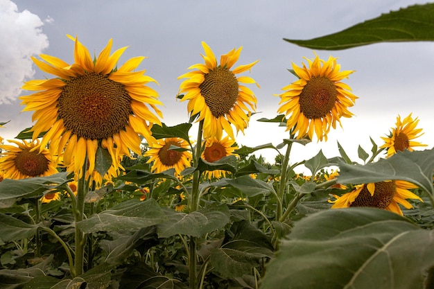 写真 ひまわり畑の中で目立つひまわり