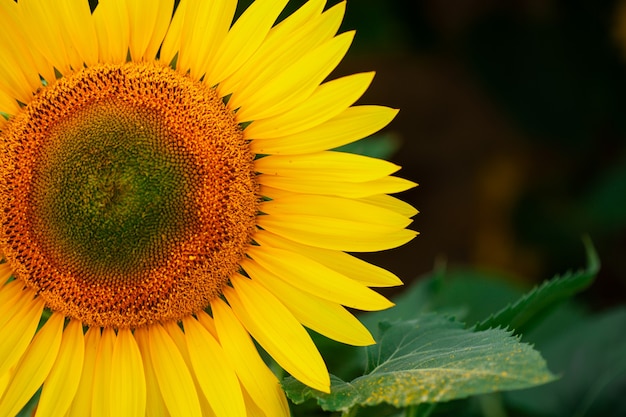 Sunflower on summer background.Selective focus.Sunflowers field background.close up of sunflower texture.Organic and natural flower background.Ecology,Organic Farming, Smallholding, Gardening.