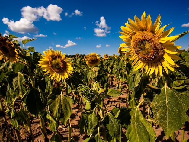 Sunflower on summer background.Selective focus.Sunflowers field background.close up of sunflower texture