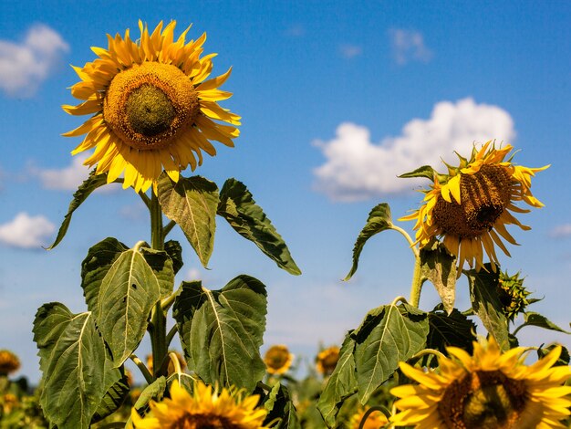 Sunflower on summer background.Selective focus.Sunflowers field background.close up of sunflower texture