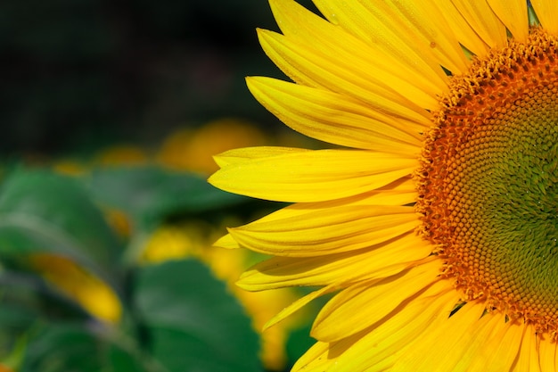 Sunflower on summer background.Selective focus.Sunflowers field background.close up of sunflower texture