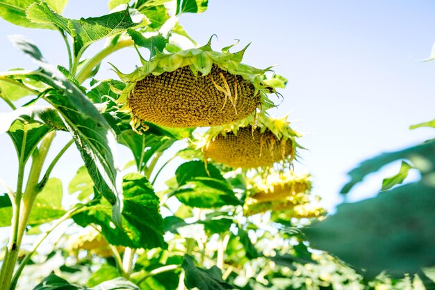 Sunflower summer field Agriculture concept