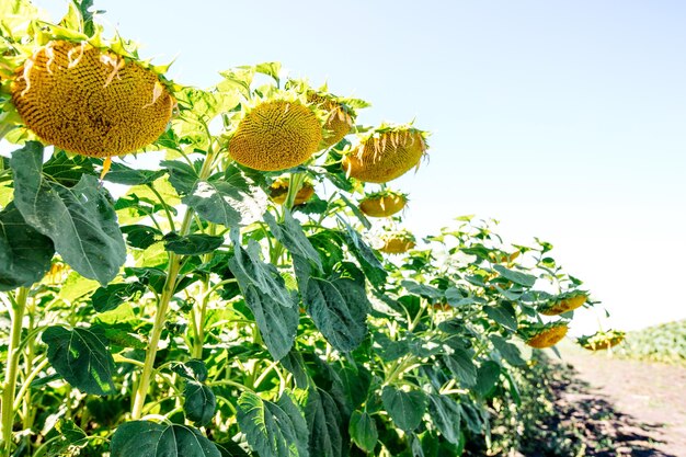 Sunflower summer field Agriculture concept