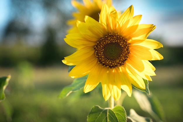 Sunflower in the sun. 