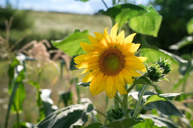 Sunflower in the sun.