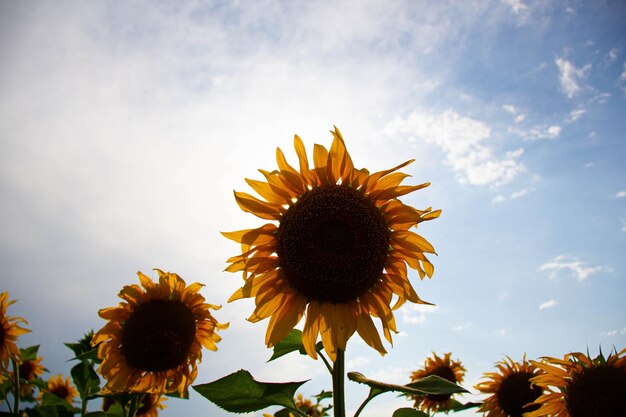 Sunflower in a sunflower field against the backdrop of the sun Yellow black sunflower flower