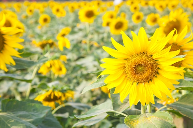 Sunflower in sunflower field