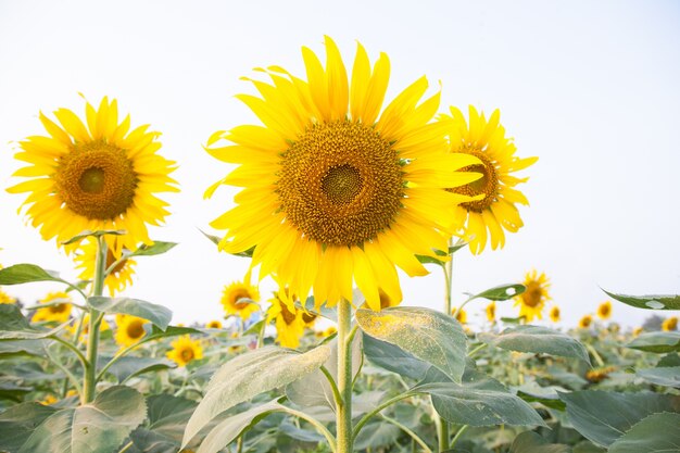 Sunflower in sunflower field