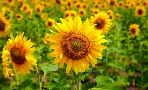 Sunflower on the sunflowers field