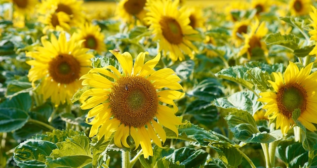 Girasole girasoli in una giornata di sole