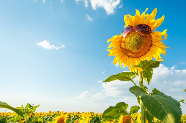 Sunflower in sunglasses on a field at sunny summer day.